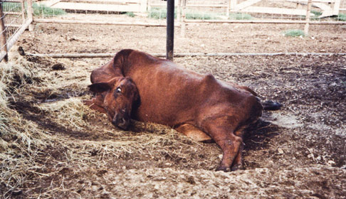 This is what cows in dairy farms look like. Click the picture for more info.