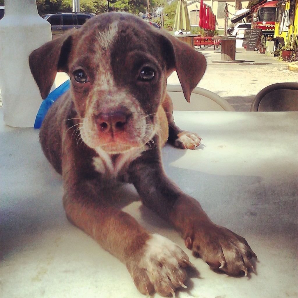 Pit Bull Puppy