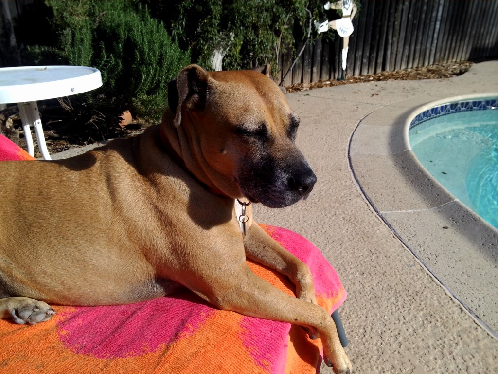 Josie at the Pool