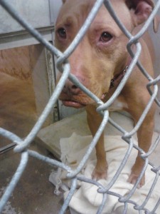 marnie at the shelter