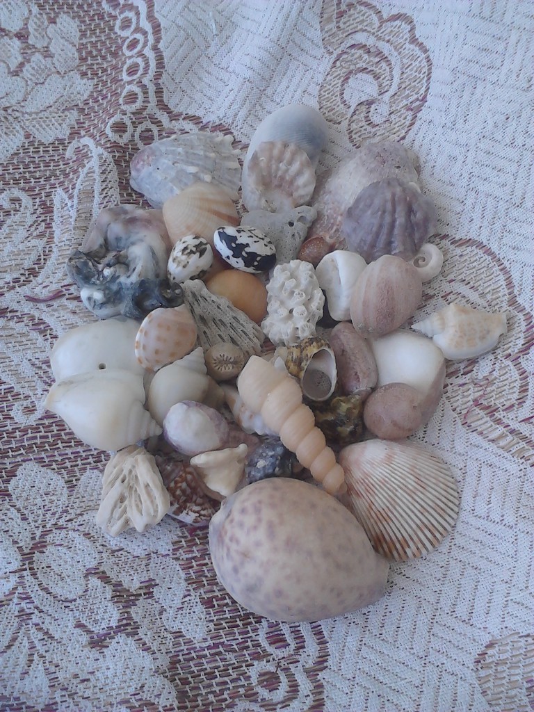 seashells