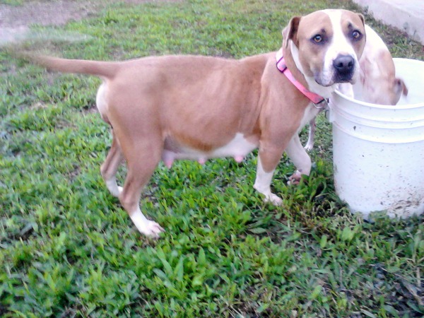 pretty girl pregnant