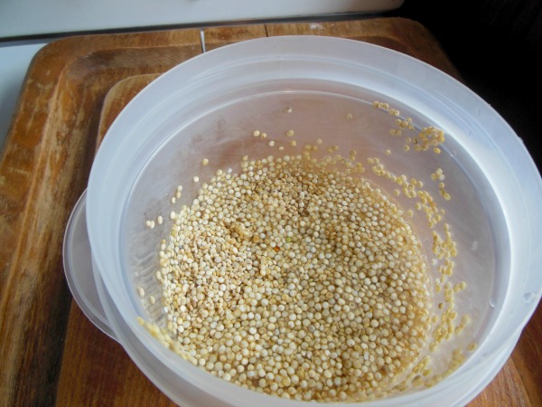 quinoa