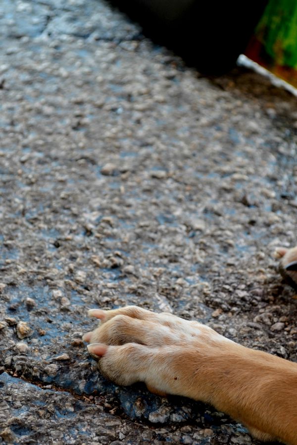 cowboy's paw