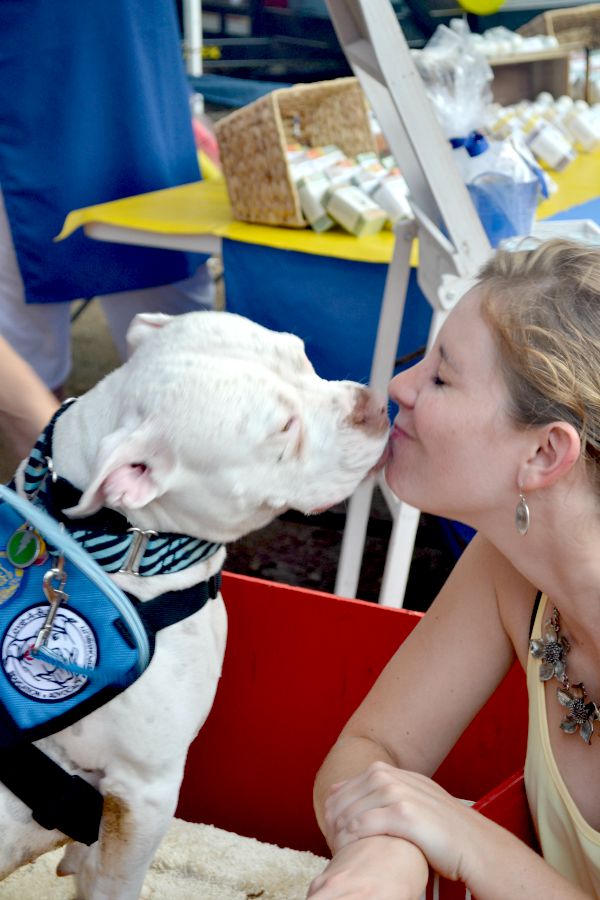 pitbull kissing booth