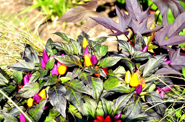 flowers