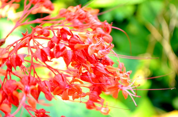 red flowers