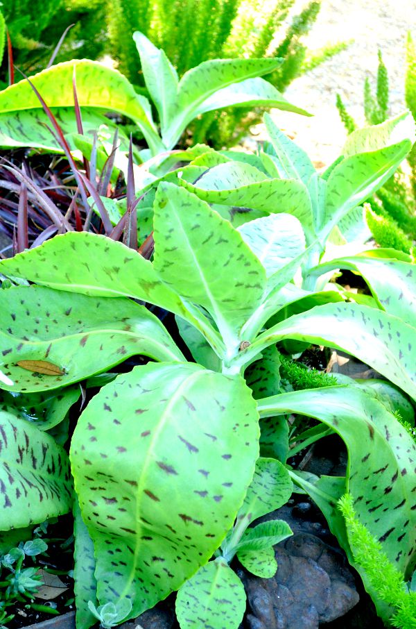 leaves
