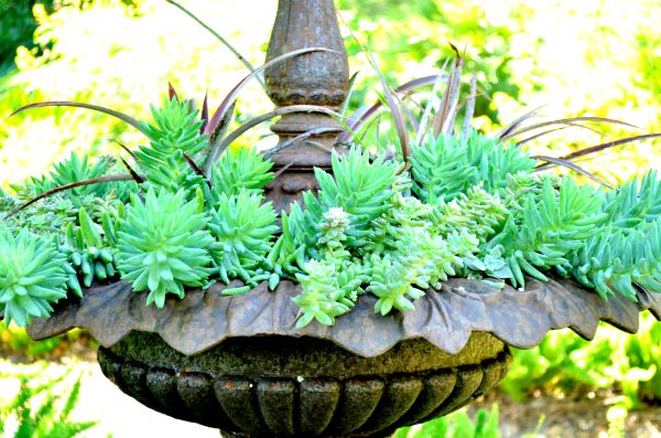 succulents