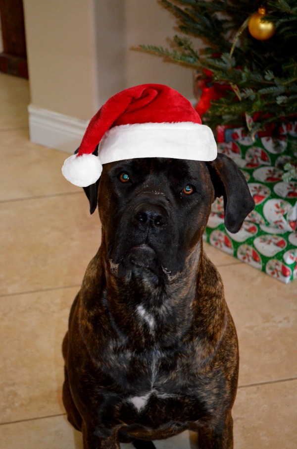 penny with santa hat