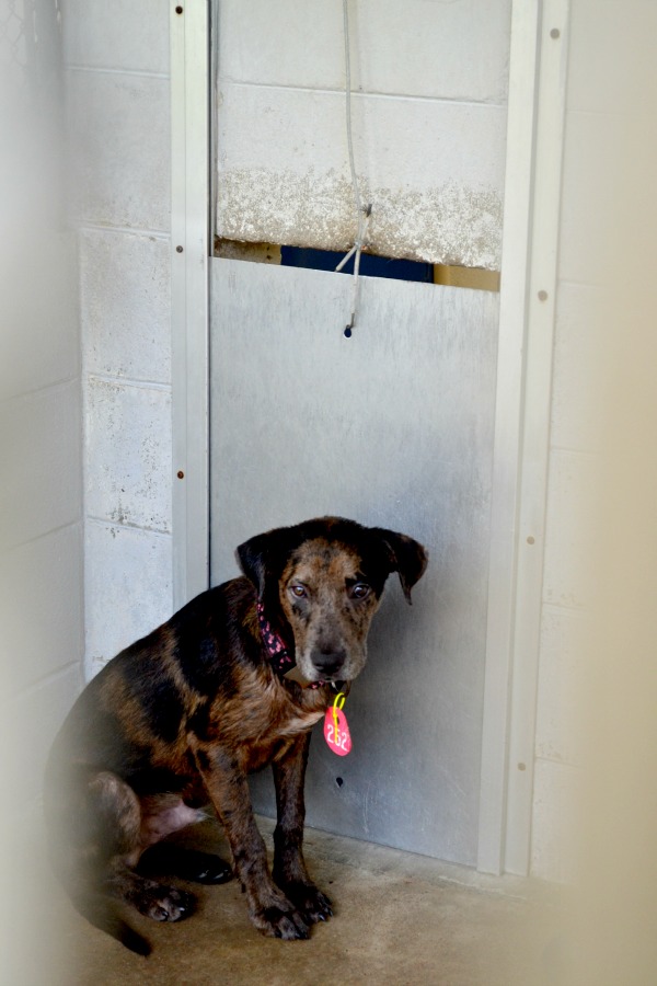 scared dog