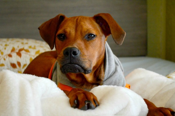 homemade dog food