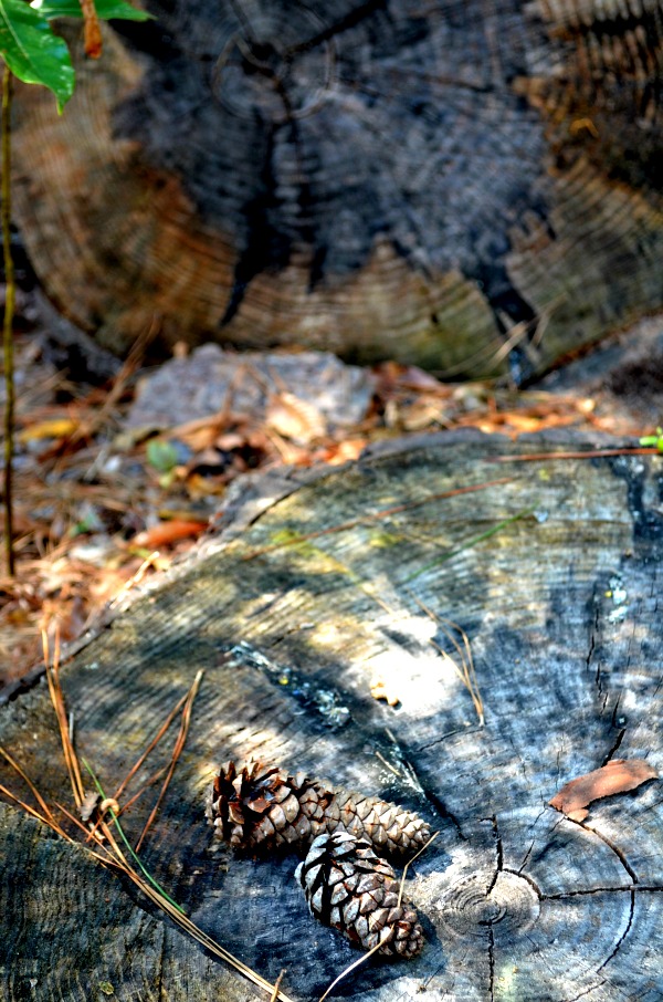 kirby trail