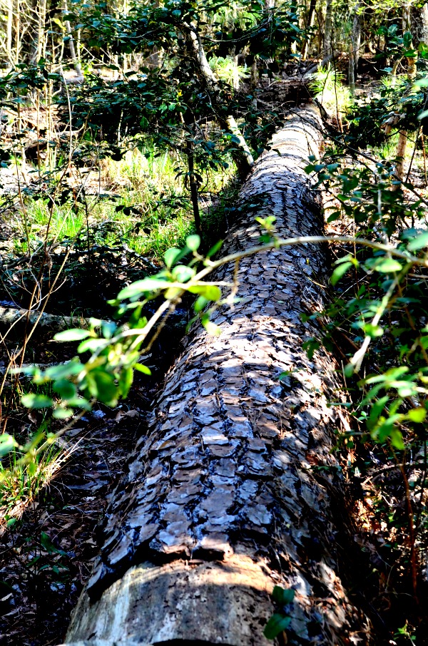 fallen tree