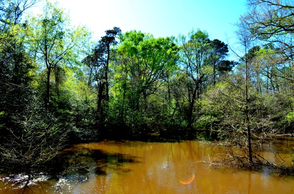 big thicket national preserve