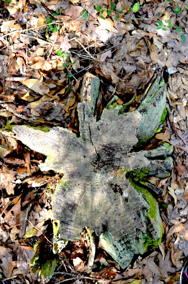 tree stump