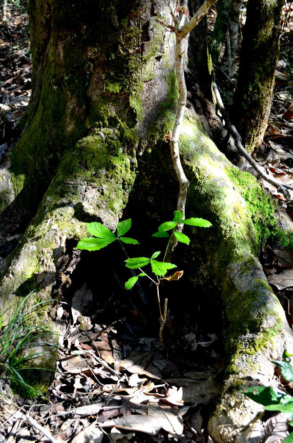 tree