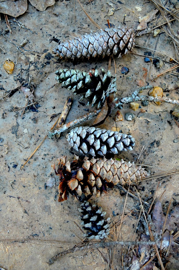 pine cones