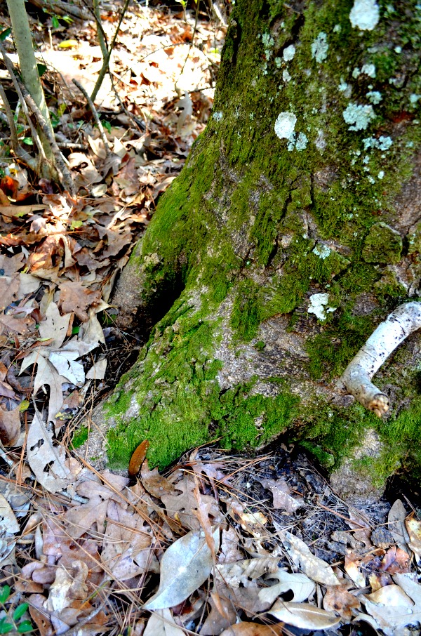 mossy tree