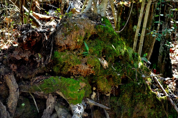 uprooted tree