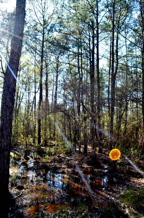 sundew trail