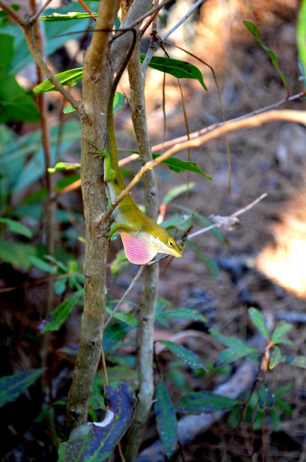 lizard