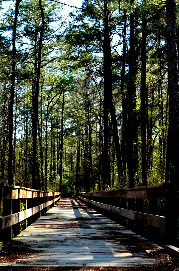 big thicket