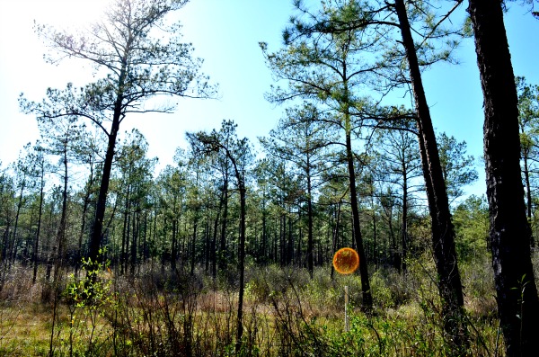 big thicket national preserve