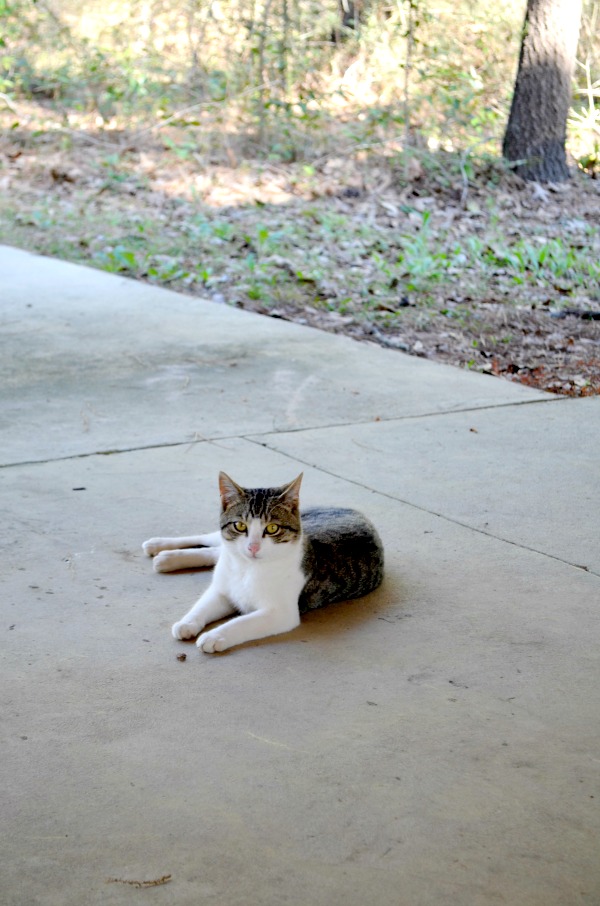 cat