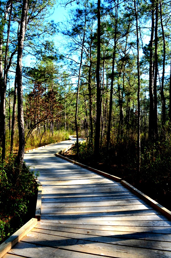 sundew trail