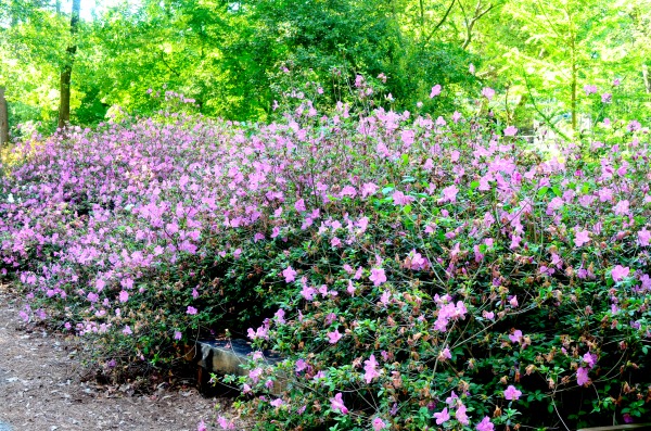 azalea bushes
