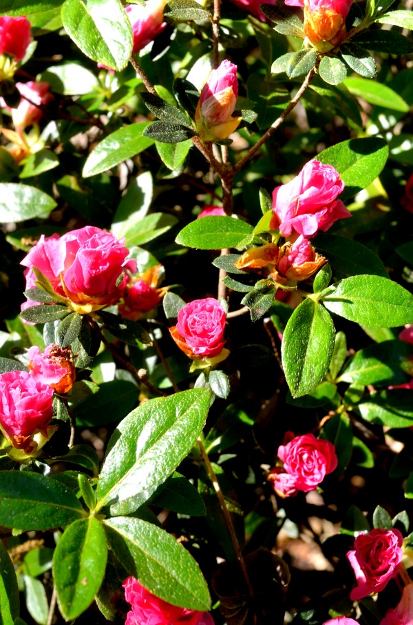 ruby m. mize azalea garden