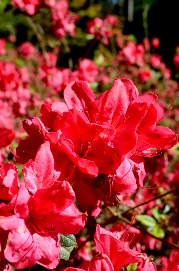 ruby m. mize azalea garden