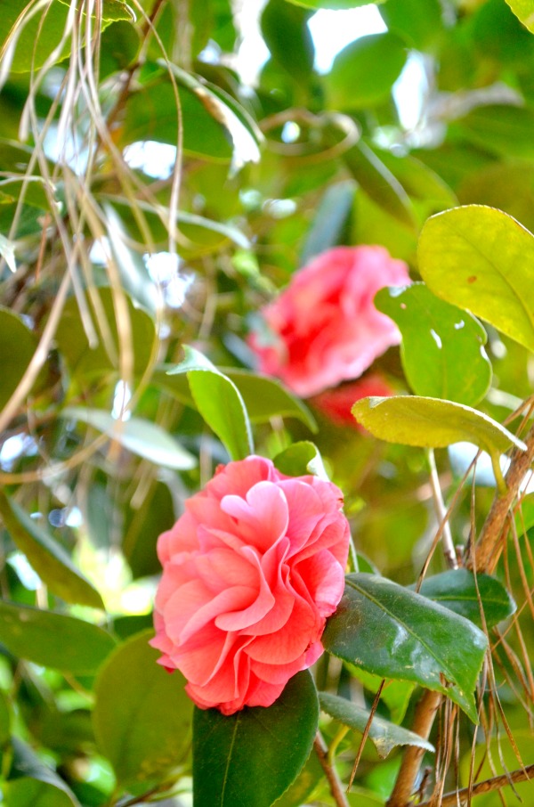 ruby m. mize azalea garden