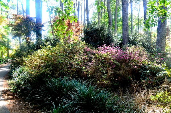 ruby m. mize azalea garden