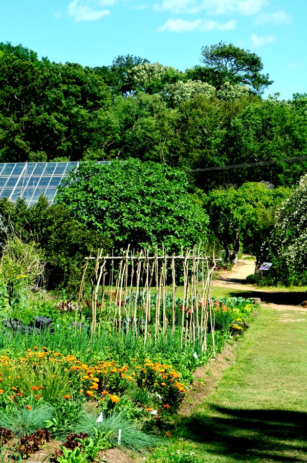 sfa arboretum