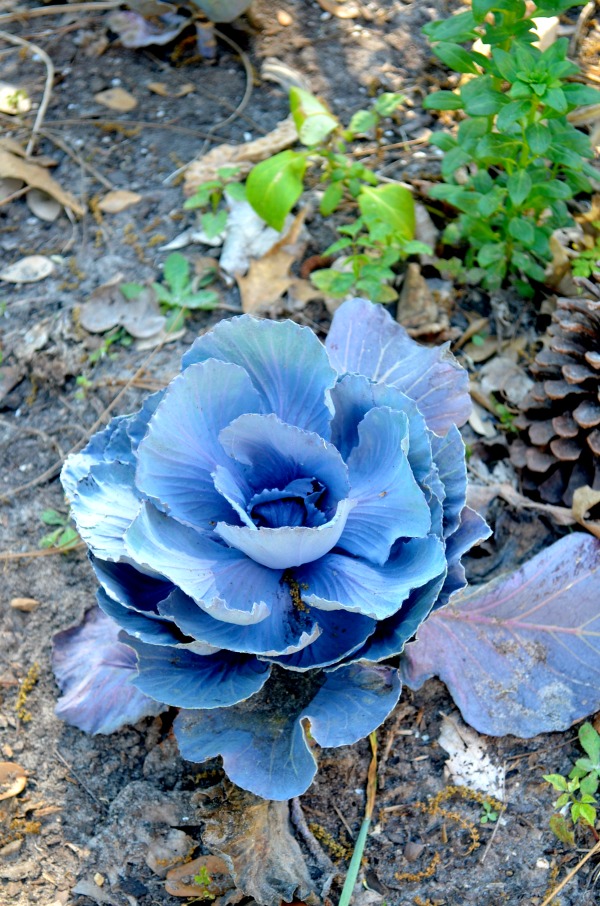 sfa arboretum