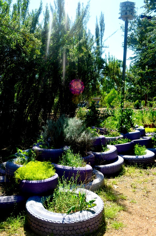 sfa arboretum