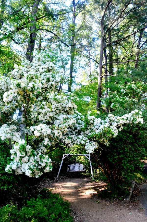 sfa arboretum