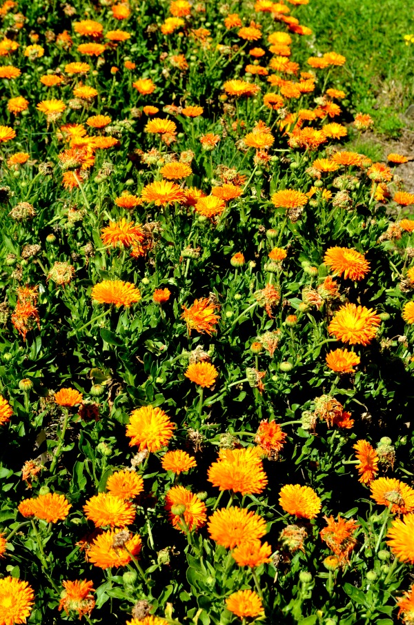 sfa arboretum
