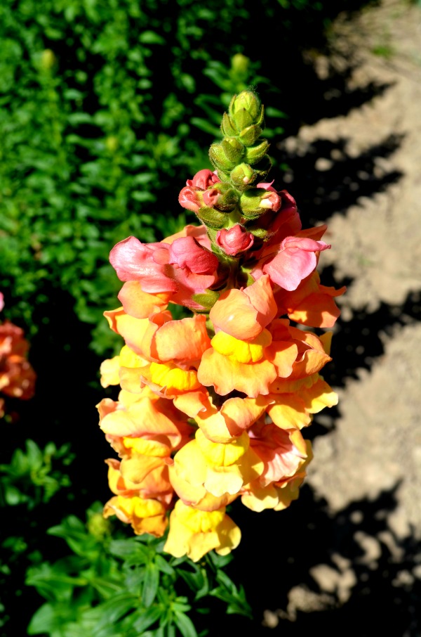 sfa arboretum