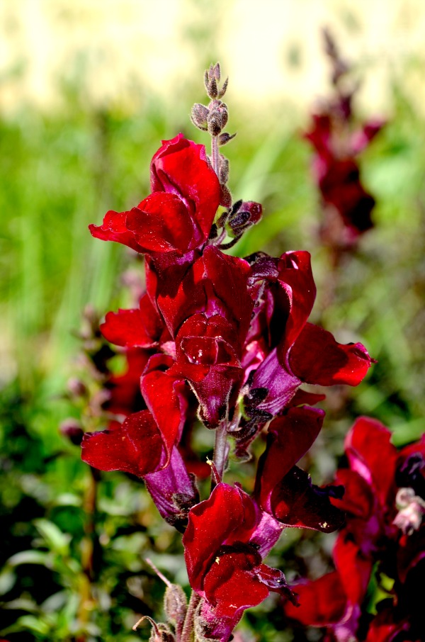 sfa arboretum