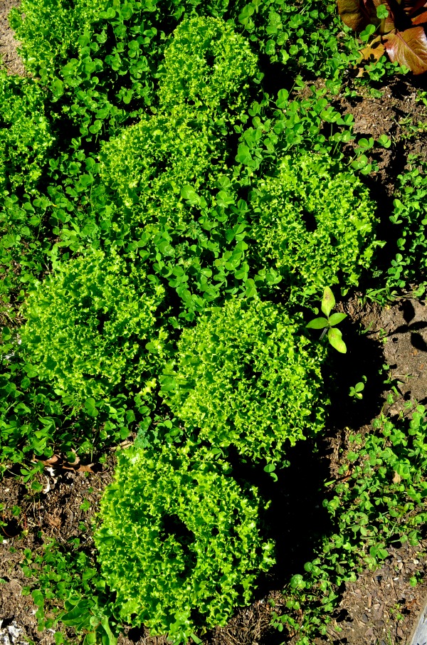 sfa arboretum