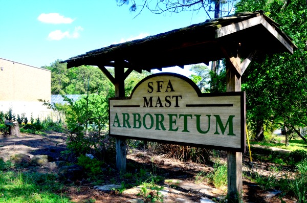 sfa mast arboretum