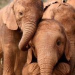 the quiet consequences of elephant poaching