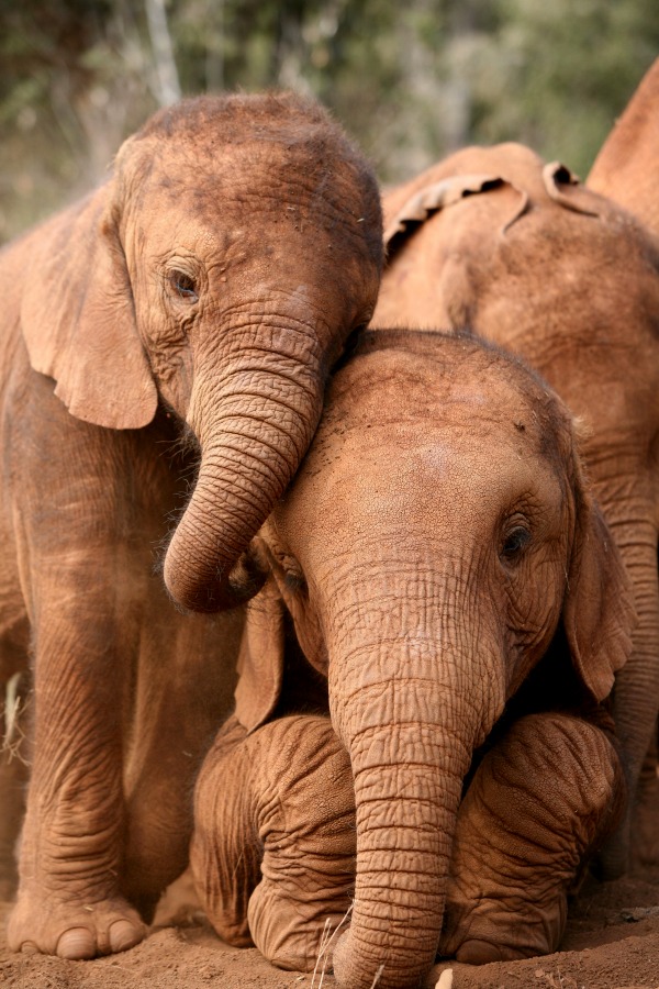 the quiet consequences of elephant poaching