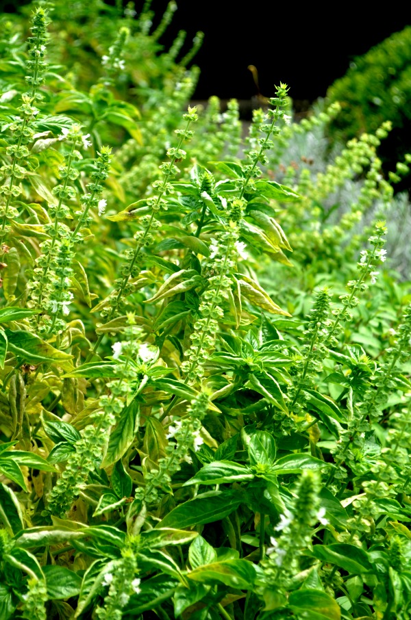 basil