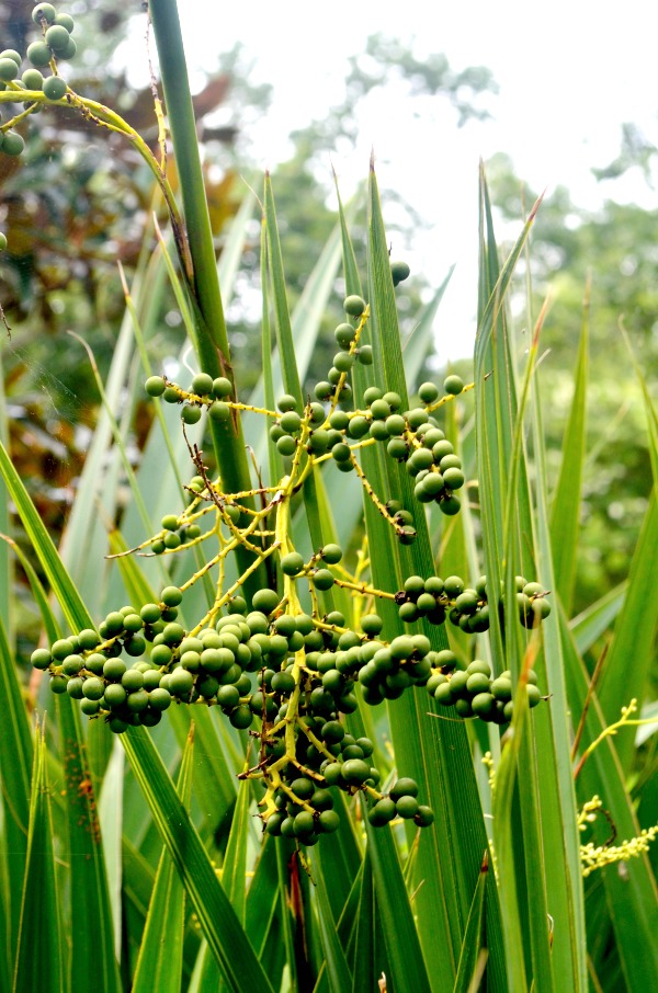 berries