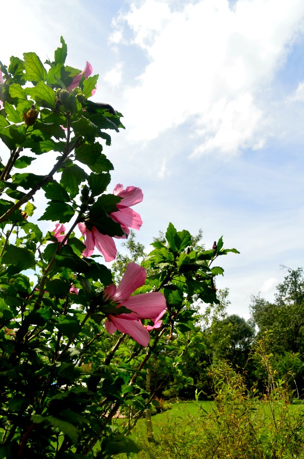 hibiscus