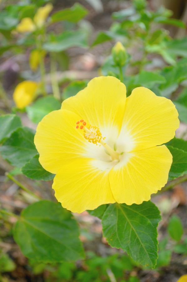 yellow hibiscus
